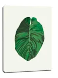 lisc-vi-obraz-na-plotnie-50x70-cm
