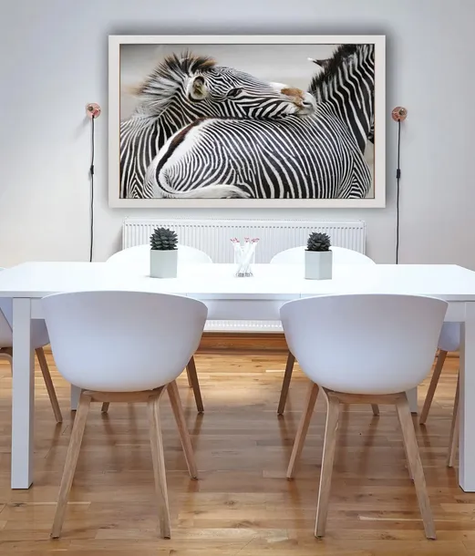 zebra-plakat-70x50-cm-stan-nowy