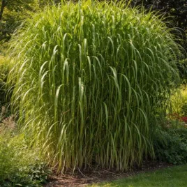 miscanthus-giganteus-miskant-olbrzymi-trawa-ozdobna-dekoracyjna-c2