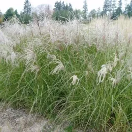miscanthus-sinensis-herman-mussel-miskant-chinski-trawa-ozdobna-dekoracyj