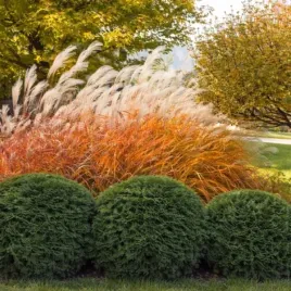 miscanthus-purpurascens-miskant-trawa-ozdobna-dekoracyjna-c2