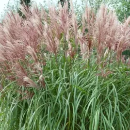 miscanthus-sinensis-kleine-fontane-miskant-chinski-trawa-dekoracyjna-ozdo