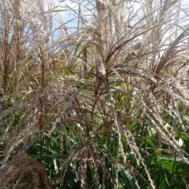 miscanthus-sinensis-kleine-silberspinne-miskant-chinski-trawa-ozdobna-dek