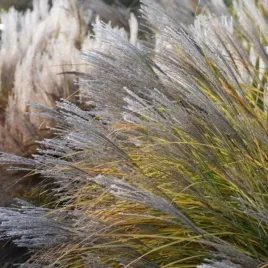 miscanthus-sinensis-malepartus-miskant-chinski-trawa-ozdobna-dekoracyjna