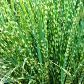 miscanthus-sinensis-little-zebra-pbr-miskant-chinski-trawa-ozdobna-dekora