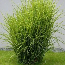 miscanthus-sinensis-strictus-miskant-chinski-trawa-ozdobna-dekoracyjna-c2