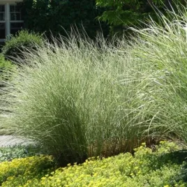 miscanthus-sinensis-morning-light-miskant-chinski-trawa-dekoracyjna-ozdob