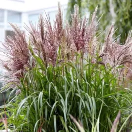 miscanthus-sinensis-volcano-miskant-chinski-trawa-ozdobna-dekoracyjna-c2