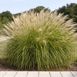 miscanthus-sinensis-yaku-jima-miskant-chinski-trawa-ozdobna-dekoracyjna-c