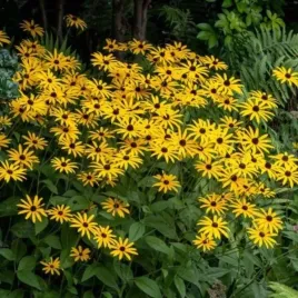 rudbeckia-fulgida-goldsturm-rudbekia-blyskotliwa-kepiasta-bylina-kwiat-zo