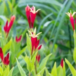 spigelia-marilandica-little-redhead-spigelia-kwiat-czerwony-bylina-c2