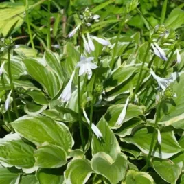 hosta-so-sweet-funkia-lisc-sercowaty-zielony-z-kremowymi-brzegami-c2