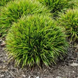 luzula-pilosa-igel-kosmatka-owlosiona-kepa-lisc-zielony-kula-bylina-c2