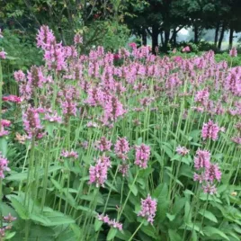 betonica-officinalis-pink-cotton-candy-czysciec-lekarski-kwiat-dlugi-rozo