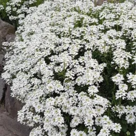 iberis-sempervirens-fischbeck-ubiorek-wiecznozielony-kwiat-drobny-bialy-b