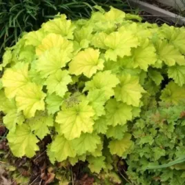 heuchera-guacamole-zurawka-lisc-zolto-zielony-bylina-do-ogrodu-c2