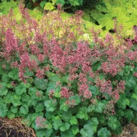 heuchera-little-cuties-peppermint-pbr-zurawka-lisc-srebrno-zielony-kwiat
