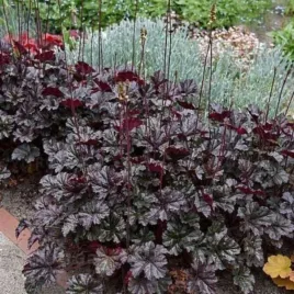 heuchera-world-caffe-lungo-zurawka-lisc-czerwono-zielony-kwiat-bialy-byli