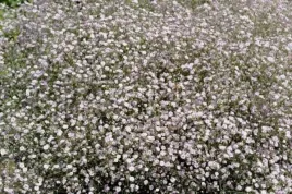 gypsophila-rosenschleier-gipsowka-niska-kwiat-bialo-rozowy-bylina-do-ogro