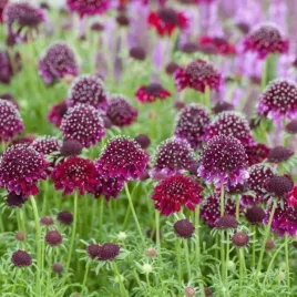scabiosa-columbaria-barocca-darkiew-golebia-kwiat-bordowy-bylina-do-ogrod