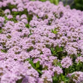 thymus-longicaulis-macierzanka-kaskadowa-wonna-kwiat-rozowo-fioletowy-bylin