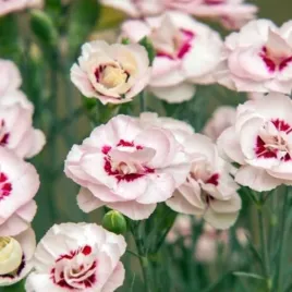 dianthus-plumarius-angel-of-virtue-gozdzik-postrzepiony-kwiat-kremowo-roz