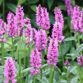 betonica-officinalis-hummelo-czysciec-lekarski-kwiat-fioletowo-rozowy-byl