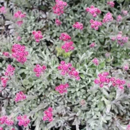 antennaria-dioica-alex-duguid-ukwap-dwupienny-lisc-srebrno-zielony-kwiat