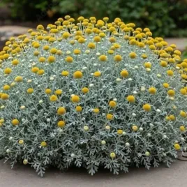 santolina-chamaecyparissus-santolina-cyprysikowata-bylina-do-ogrodu-kula-c2