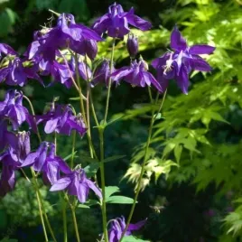 aquilegia-alpina-orlik-alpejski-kwiat-dzwonkowaty-fioletowy-bylina-do-ogrod