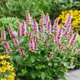 agastache-beelicious-pink-agapk-klosowiec-kwiat-bordowo-rozowy-dlugi-byli
