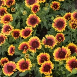 gaillardia-gran-spintop-red-starbust-gailardia-wielokwiatowa-kwiat-czer
