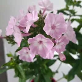 phlox-hercules-plomyk-kwiat-rozowy-z-bialym-oczkiem-pachnacy-bylina-do-og