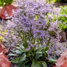 limonium-gmelinii-dazzle-rocks-ste10-zatrwian-kwiat-liliowy-bylina-do-ogr
