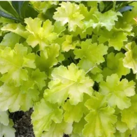 heuchera-lime-rickey-pbr-zurawka-lisc-zielono-zolty-bylina-do-ogrodu-c2