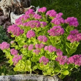 sedum-carl-rozchodnik-kwiat-ciemno-rozowy-bylina-do-ogrodu-c2