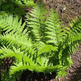 paproc-dryopteris-affinis-narecznica-mocna-bylina-kepiasta-lisc-powycinany