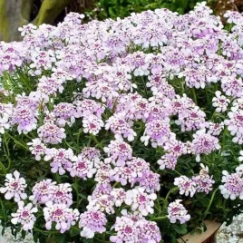 iberis-sempervirens-pink-ice-ubiorek-wiecznolistny-zimozielony-kwiat-gron