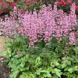heucherella-pink-revolution-heupire030-zuraweczka-kwiat-rozowy-bylina-do