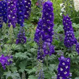 delphinium-mf-dark-blue-dark-bee-ostrozka-ogrodowa-kwiat-fioletowo-niebie