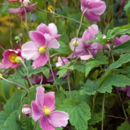 anemone-h-september-charm-zawilec-hupehenski-kwiat-purpurowo-czerwony-by