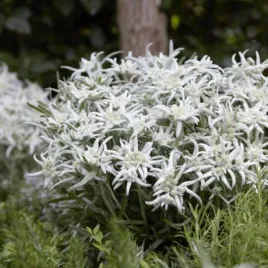 leontopodium-alpinum-may-snow-szarotka-alpejska-kwiat-bialy-lisc-srebrno
