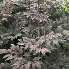 actaea-simplex-carbonella-pluskwica-prosta-kwiat-kremowo-rozowy-bylina-do