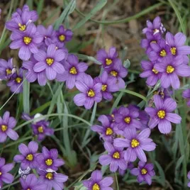 sisyrinchium-lucerne-miecznik-lisc-trawiasty-kwiat-fioletowy-bylina-do-og