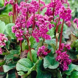 bergenia-cordifolia-rose-bergenia-sercowata-kwiat-czerwono-rozowy-bylina
