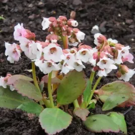 bergenia-dragonfly-angel-kiss-angel-kiss-bergenia-zimozielony-kwiat-jasno