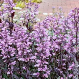 penstemon-dark-towers-pbr-kwiat-bialo-rozowy-lisc-fioletowy-bylina-do-ogr