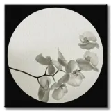orchid-ii-obraz-na-plotnie-60x60-cm-stan-nowy