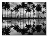 palm-reflection-obraz-na-plotnie-80x60-cm-stan-nowy