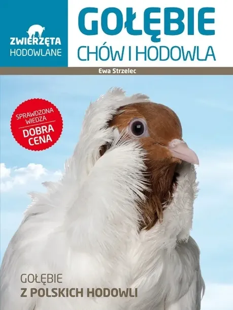 golebie-chow-i-hodowla